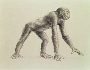 Dryopithecus Africanus